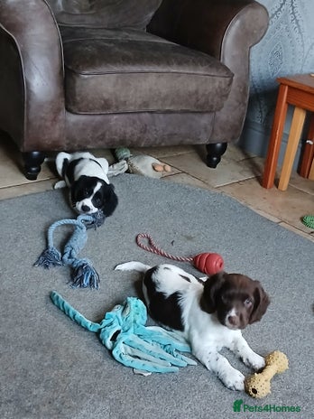 English Springer Spaniel dogs 2 beautiful English springer spaniel puppies - Advert 6