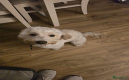 Mixed Breed dogs for sale: Well behaved 18 month old cockerpoo for rehoming  - Advert 4