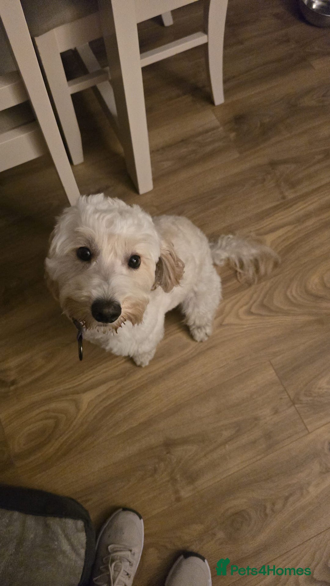 Mixed Breed dogs for sale: Well behaved 18 month old cockerpoo for rehoming  - Advert 4