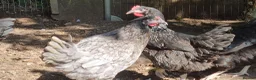 Chickens poultry for sale: bluebells, light Sussex, rhode rock, speckled - Advert 5