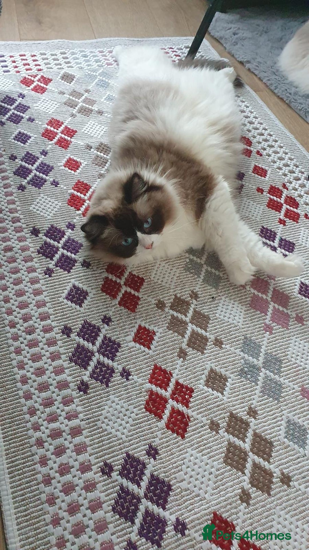 Ragdoll cats for sale: Ragdoll girl !!!  - Image 4