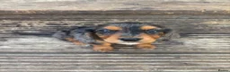 Mixed Breed dogs for sale: DASHALIER PUPPIES Cavalier X dachshund in Saffron Walden - Advert 15