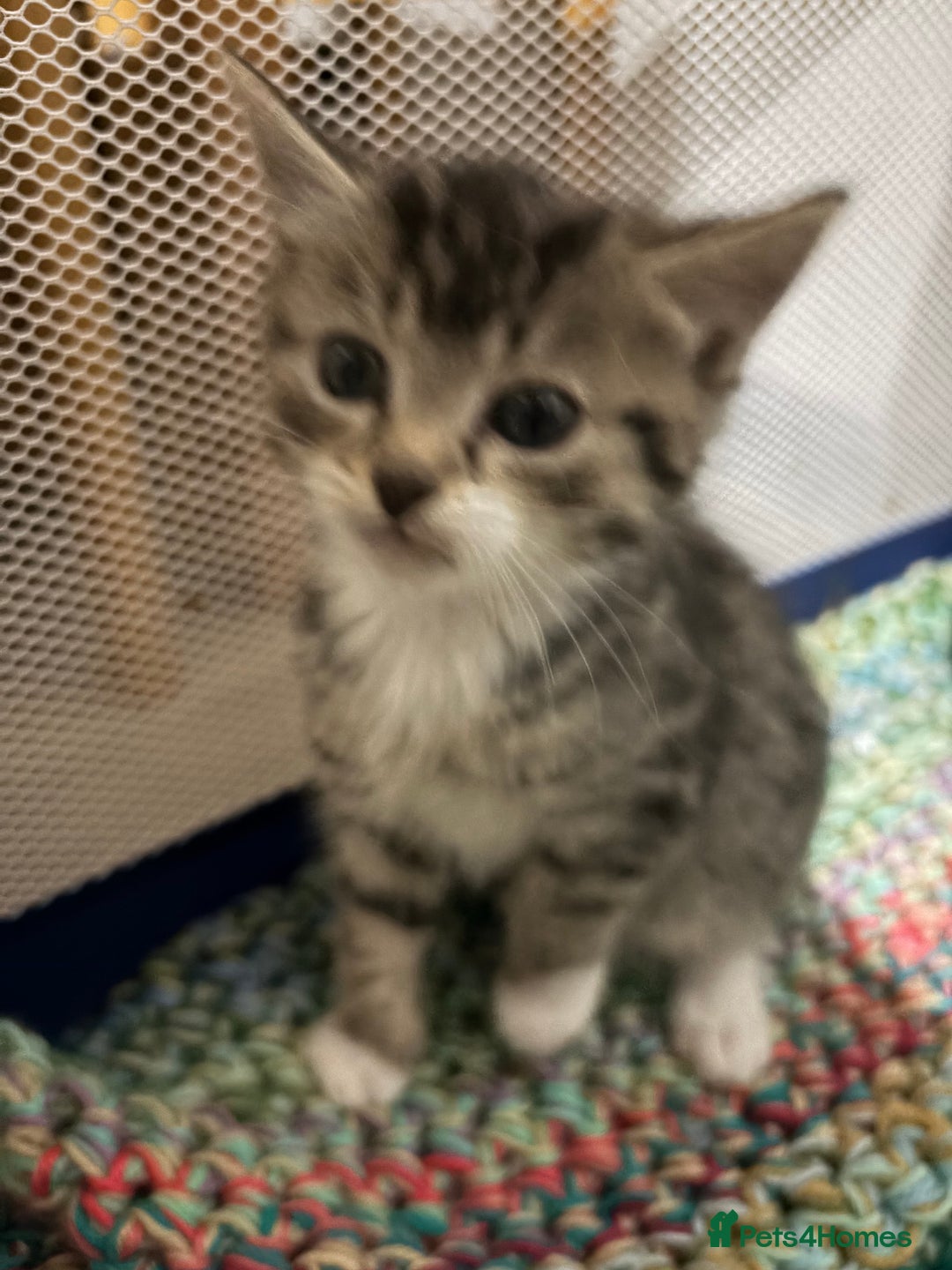 Mixed Breed cats for sale: 5 kittens needing loving home  - Advert 10