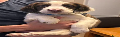English Springer Spaniel 2 blue collar 