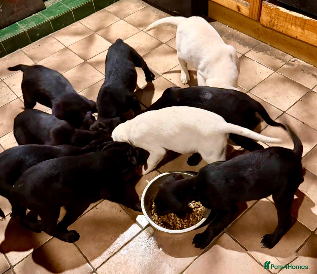 Mixed Breed dogs for sale: German Pointer x Labrador Pups - Advert 7