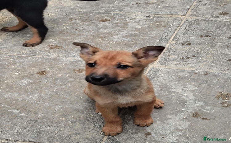 Mixed Breed dogs Belgium shepherd puppies - Advert 4