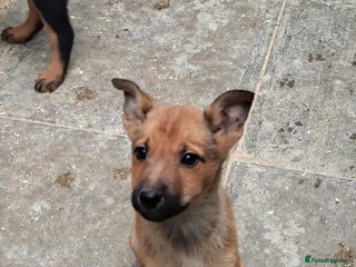 Mixed Breed dogs Belgium shepherd puppies - Advert 4