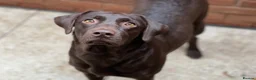 Labrador Retriever dogs for sale: 🤎 3-Year-Old Chocolate Labrador female  - Advert 3