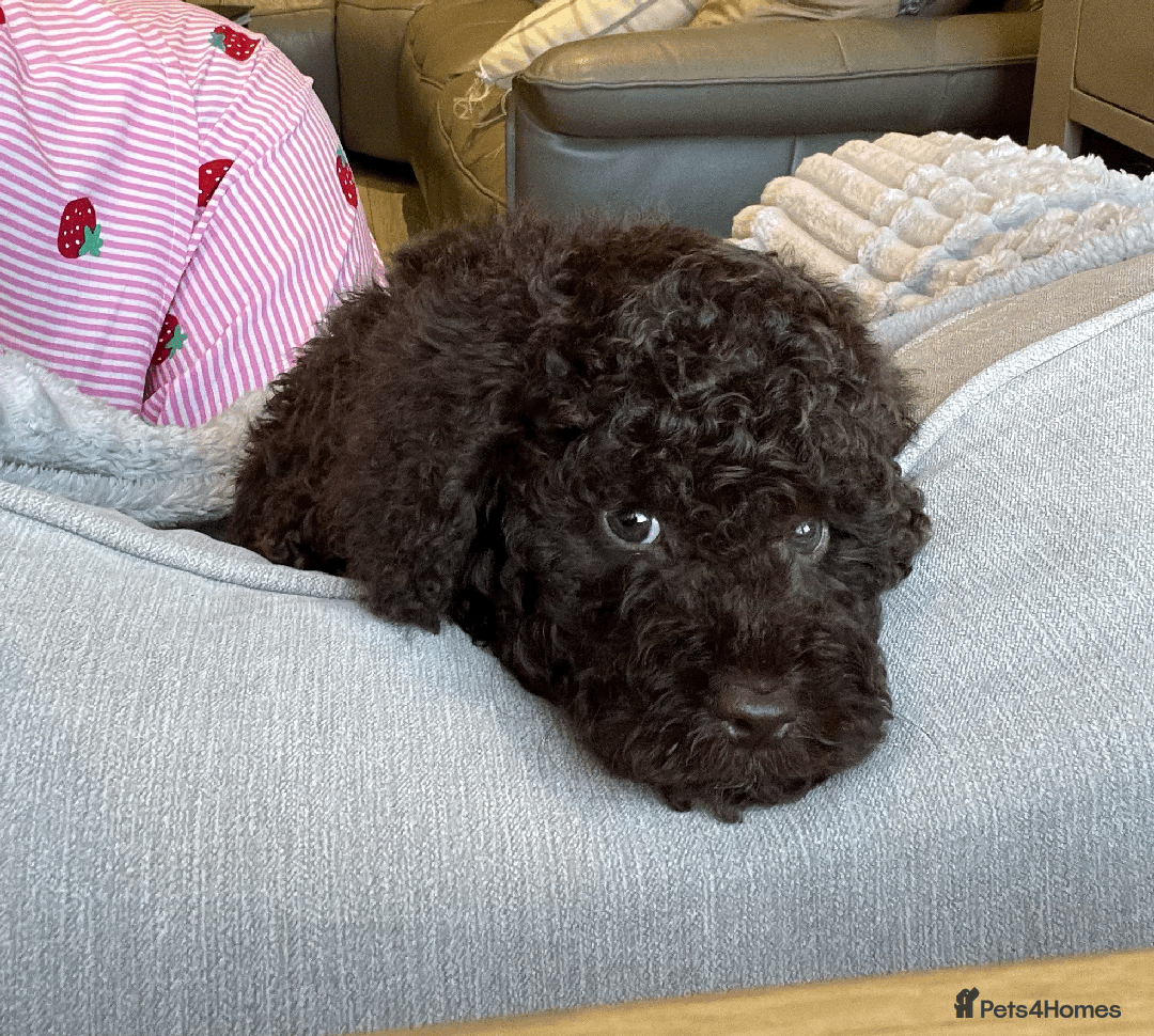 Cockapoo dogs for sale: F1b Toy Cockapoo puppy - Advert 12