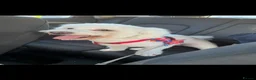 Bichon Frise dogs for sale: 🐾 Gorgeous Bichon Frise Puppies – Ready Soon - Advert 16