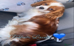 Cavapoo dogs for sale: 8 F1 dna health tested Cavapoos  - Image 21
