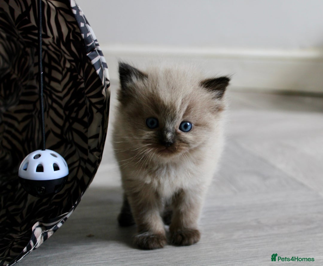 Ragdoll cats for sale: 💎 OUTSTANDING QUALITY MINK ragdoll kittens 💎 - Image 8