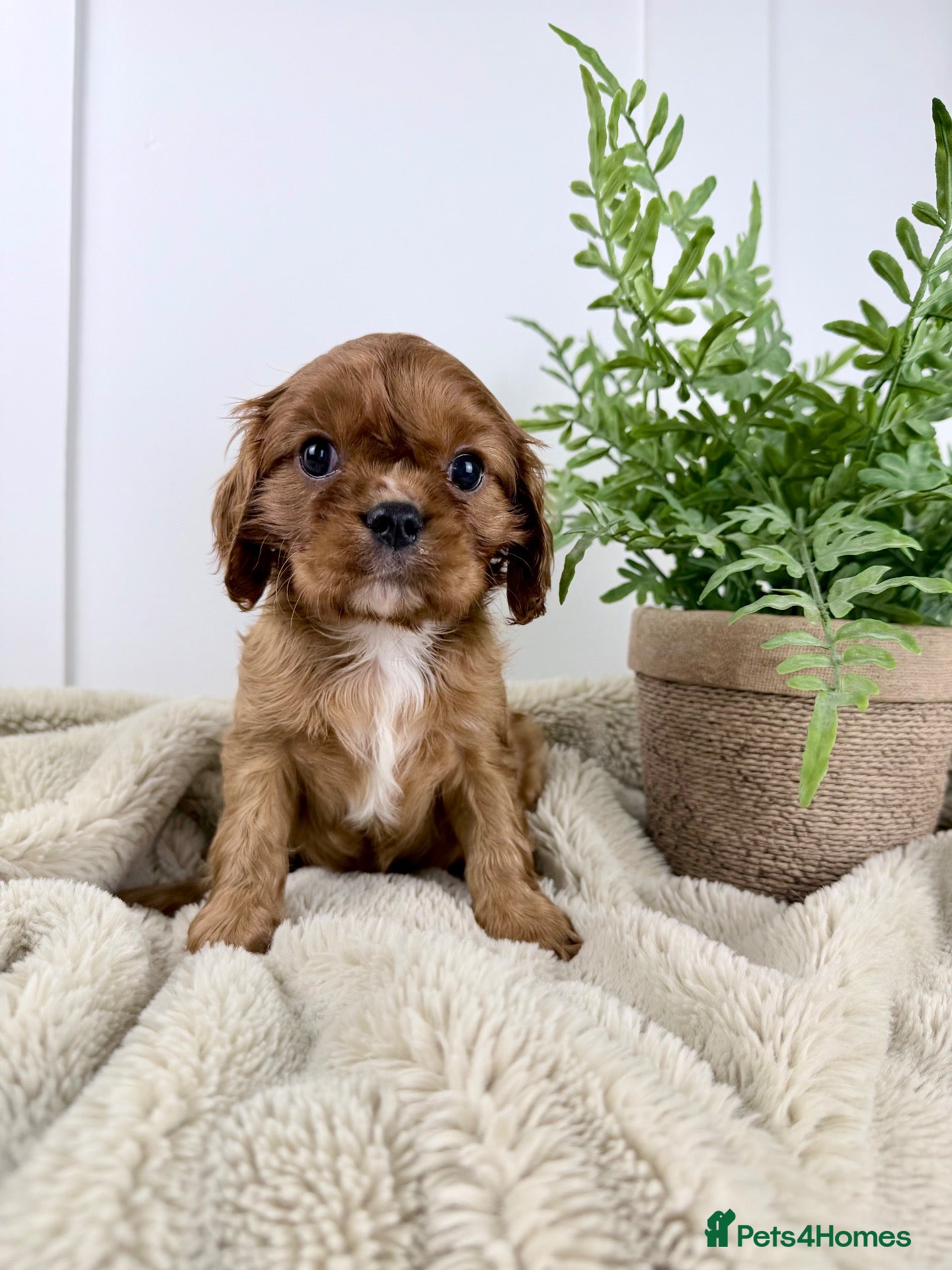 Cavalier King Charles Spaniel dogs KC registered Cavalier King Charles Spaniel.  - Advert 2