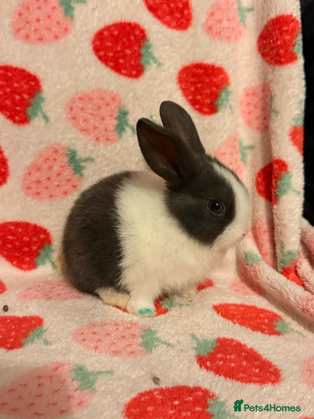 Dutch rabbits for sale: Dutch lops ready to reserve  - Advert 1