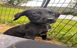 Springador dogs for sale: One Springerdor pup left born 8/06/2025 - Image 10