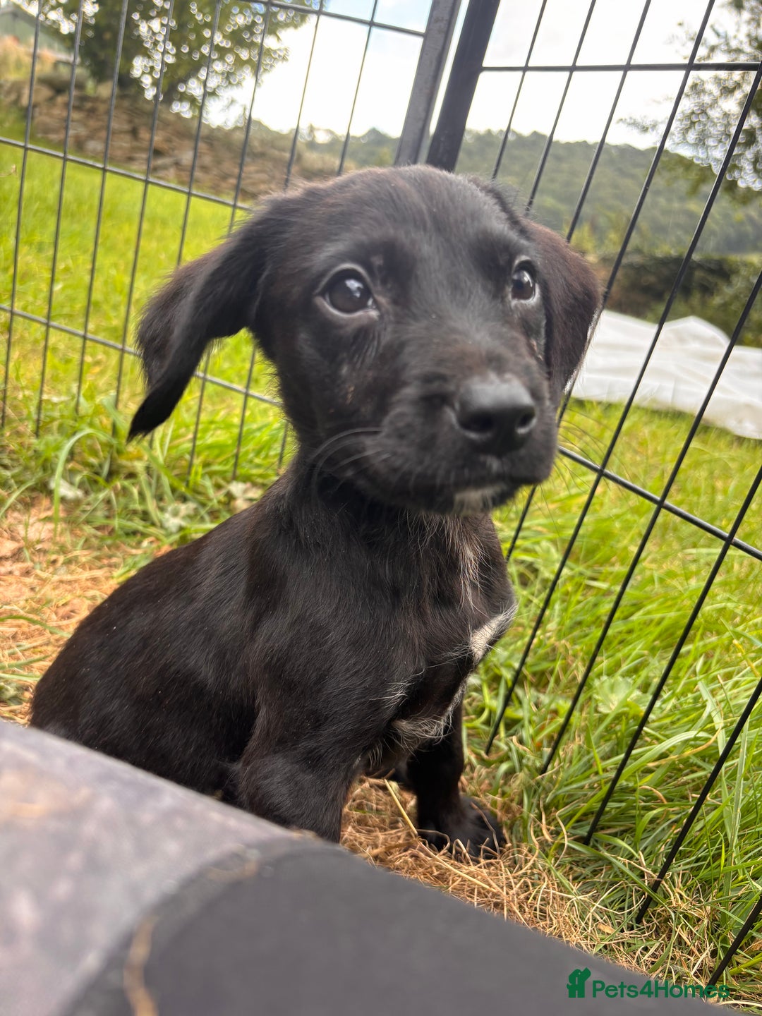 Springador dogs for sale: One Springerdor pup left born 8/06/2025 - Image 10