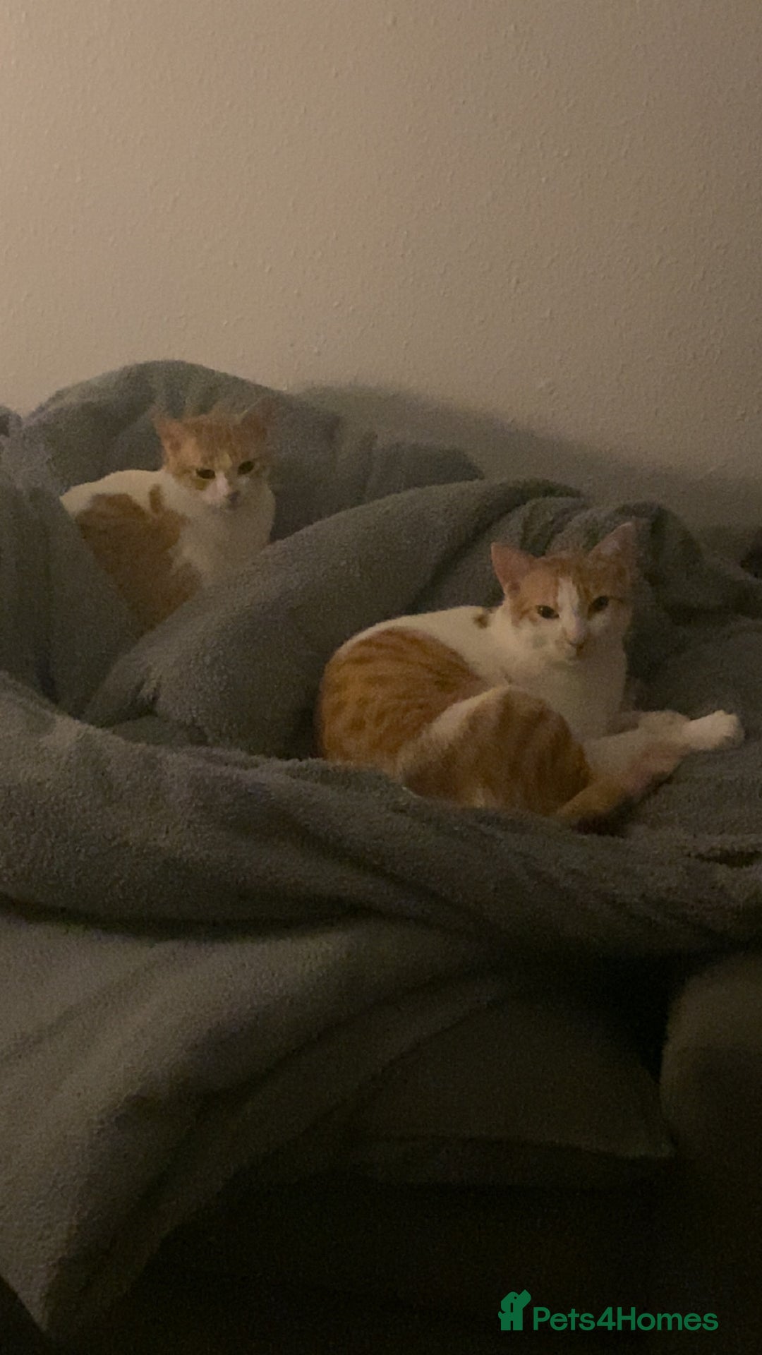 Arabian Mau cats for sale: 2 loving Sibling cats  - Advert 4