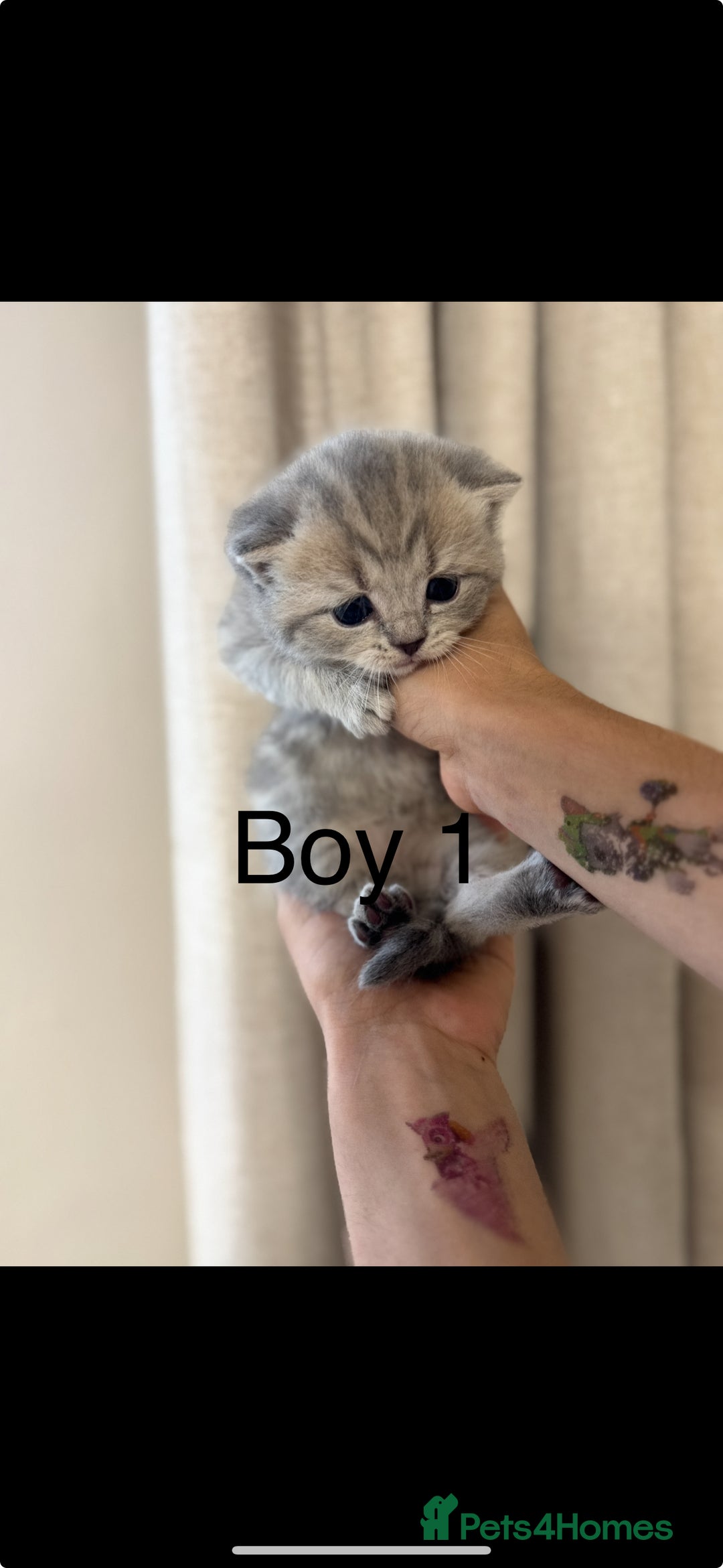 British Shorthair cats for sale: British shorthair kittens  - Image 10
