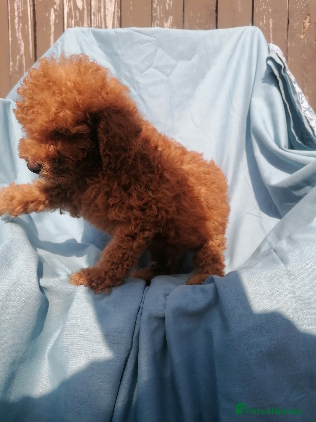 Miniature Poodle dogs for sale: Miniature poodles  - Image 3