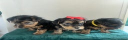 Yorkshire Terrier dogs for sale: Yorkshire terrier puppy’s 🐶  - Advert 13