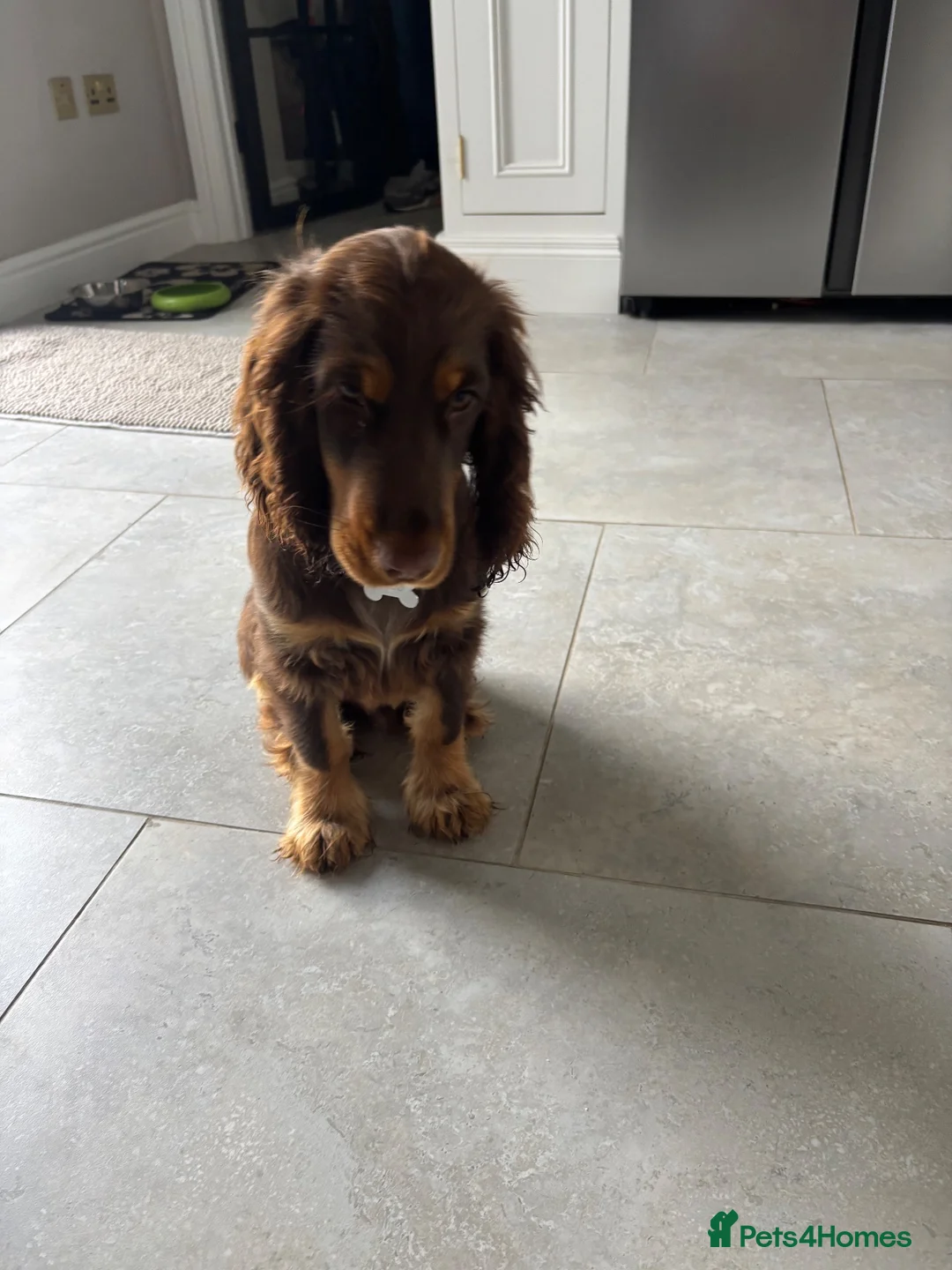 Cocker Spaniel dogs for sale: Enzo male Show Cocker Spaniel . Brown and tan in Porthcawl - Advert 2