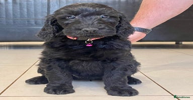 Goldendoodle dogs - Advert 6