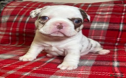 French Bulldog dogs for sale: QUALITY FRENCH BULLDOG PUPPIES - Advert 16