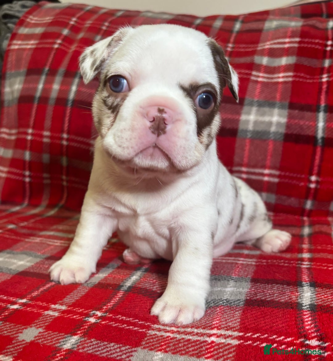 French Bulldog dogs for sale: QUALITY FRENCH BULLDOG PUPPIES - Advert 16