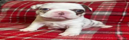 French Bulldog dogs for sale: Rojo Merle boy French bulldog puppy - Advert 23