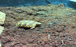 Tortoise reptiles for sale: Spur thighed tortoise  - Image 3