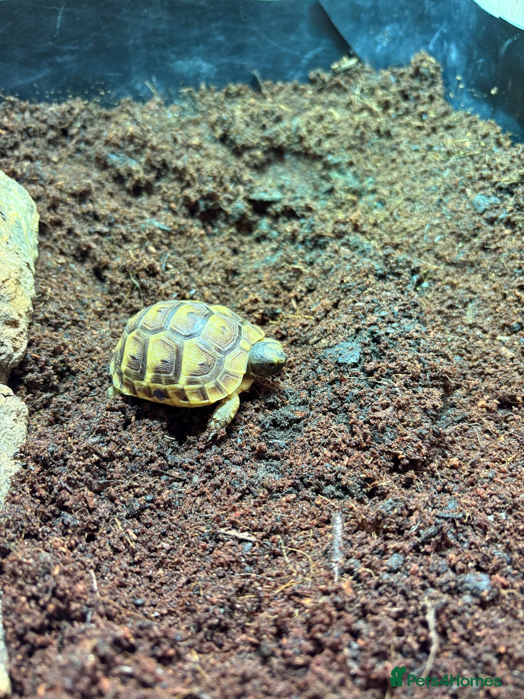 Tortoise reptiles for sale: Spur thighed tortoise  - Image 3