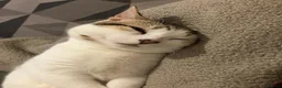 British Shorthair cats for sale: Cute Kitten for Sale - Advert 3
