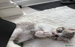 British Shorthair cats for sale: Stunning Scottish Straights - Image 15