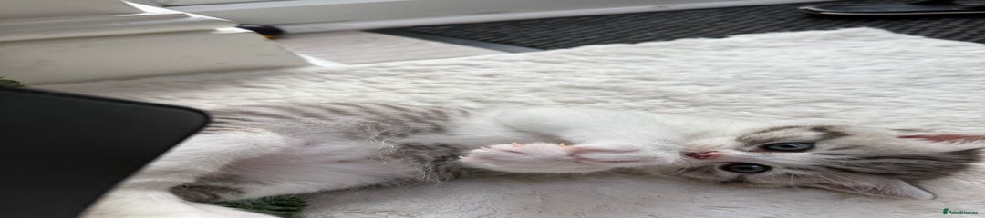 Scottish Straight Kitten 1