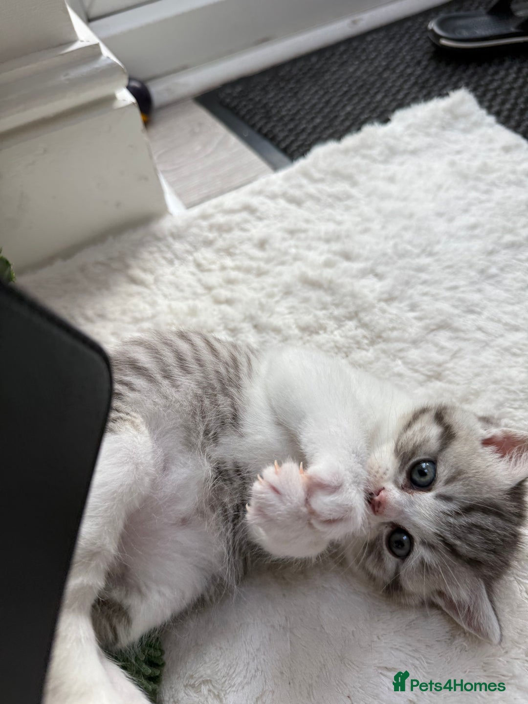 British Shorthair cats for sale: Stunning Scottish Straights - Image 15