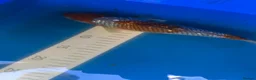 Koi Carp fish for sale: High quality Japanese koi for sale  - Advert 3