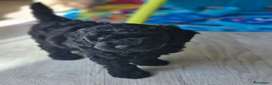Miniature Poodle 4