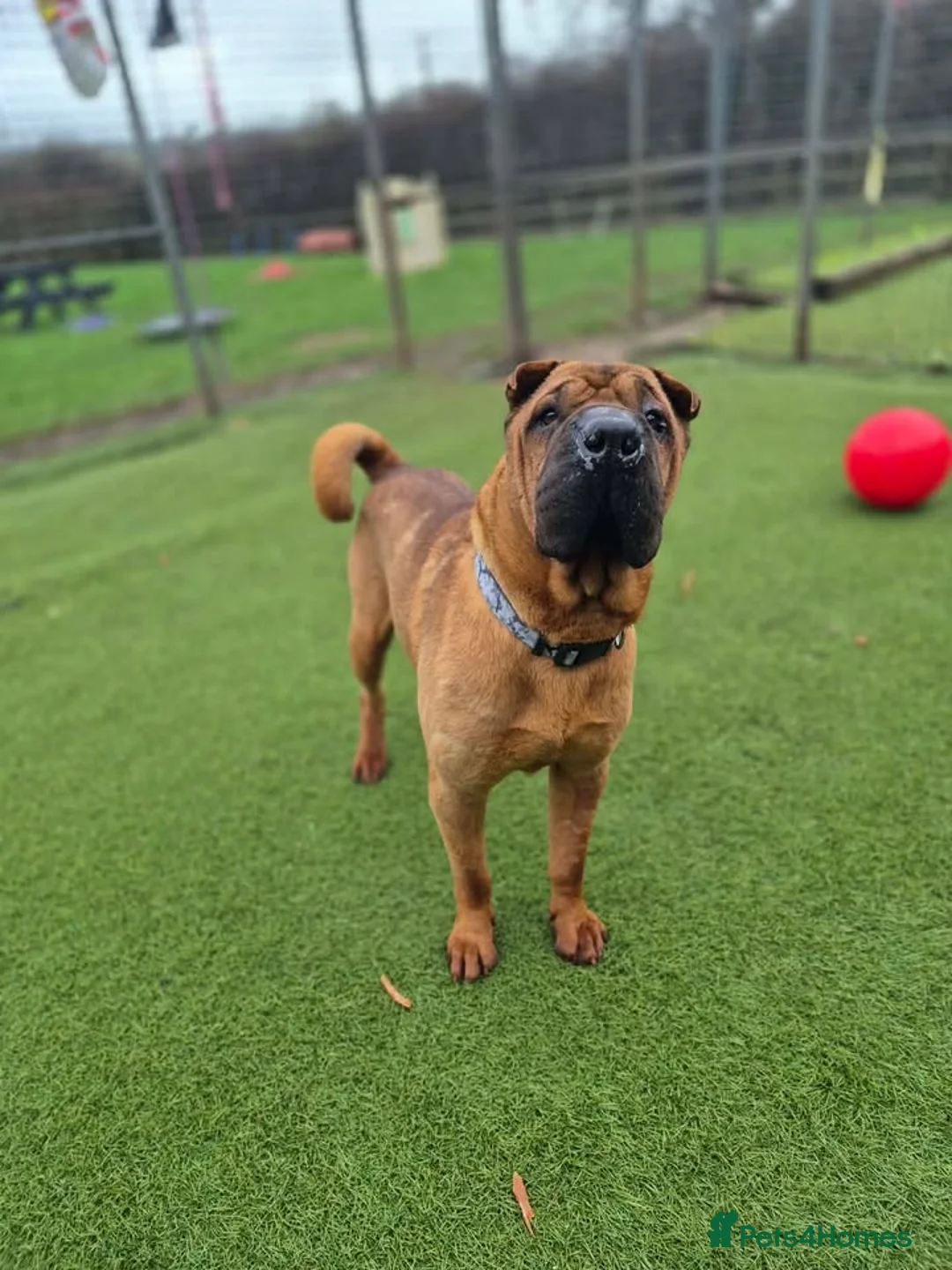Shar Pei dogs for adoption: RAPTOR - 9 year Shar Pei - Advert 2