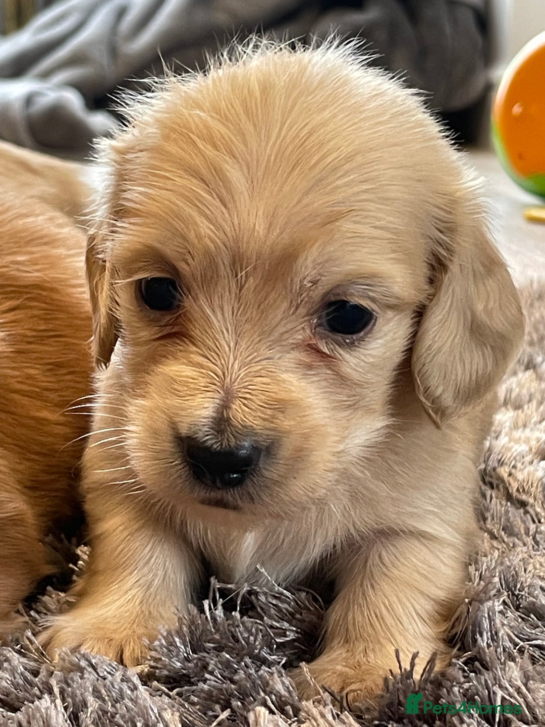 Miniature Dachshund dogs for sale: Miniature Dash hound long haired English  cream - Advert 7