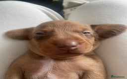 Dachshund dogs for sale: Dachshund tweenies for sale - Image 28