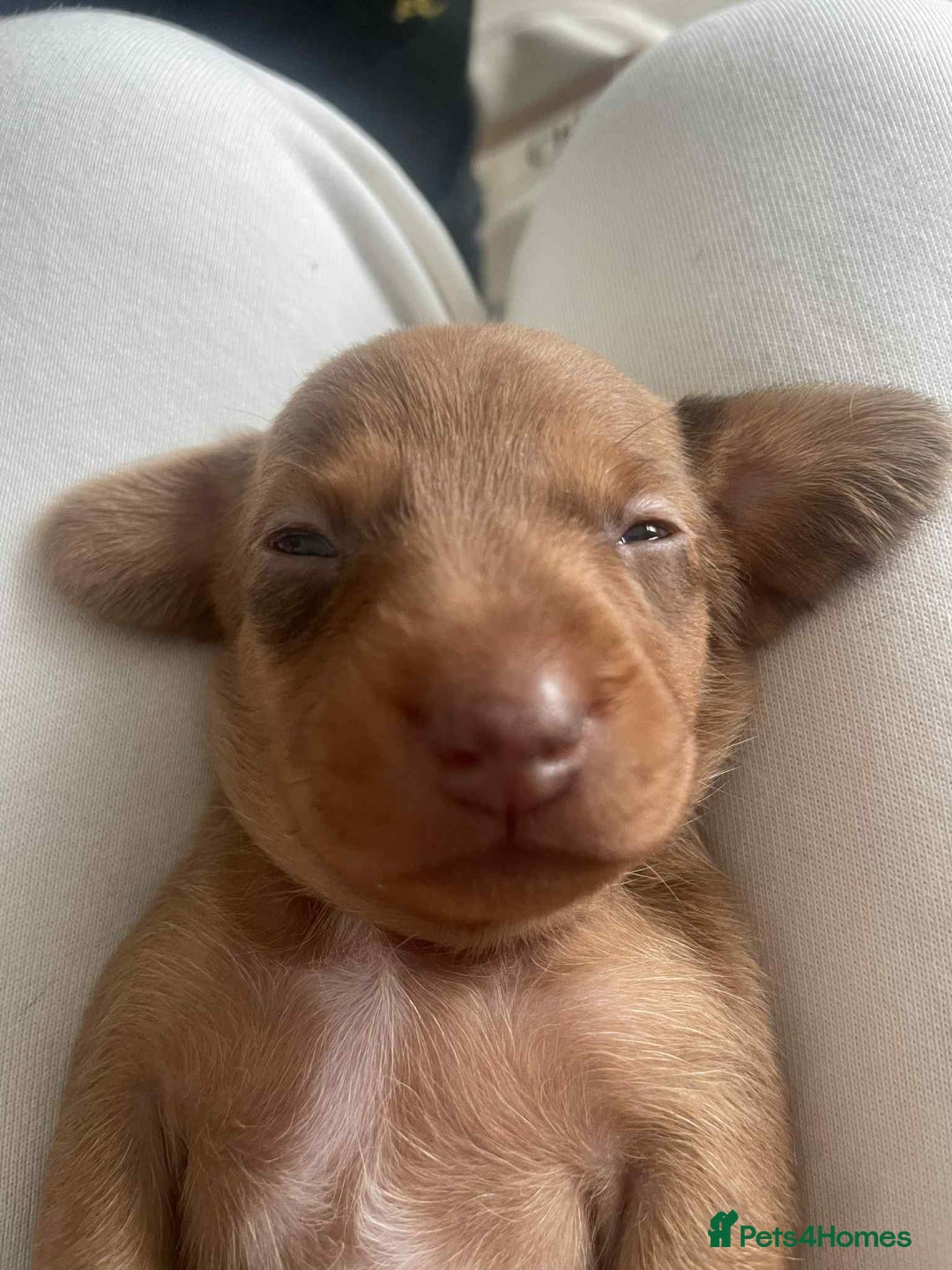 Dachshund dogs for sale: Dachshund tweenies for sale - Image 28