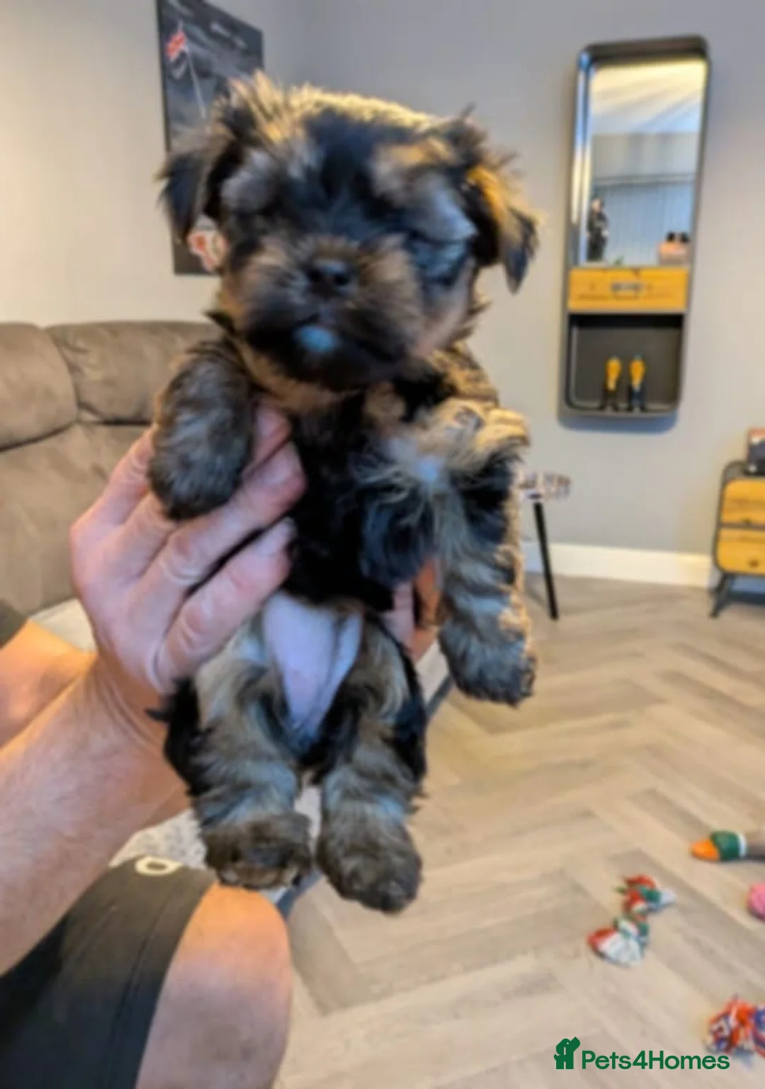 Yorkshire Terrier dogs for sale: Cute yorkies for sale - Advert 18