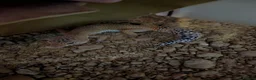 Leopard Gecko reptiles for sale: Leopard gecko with vivarium  in Mold - Advert 2
