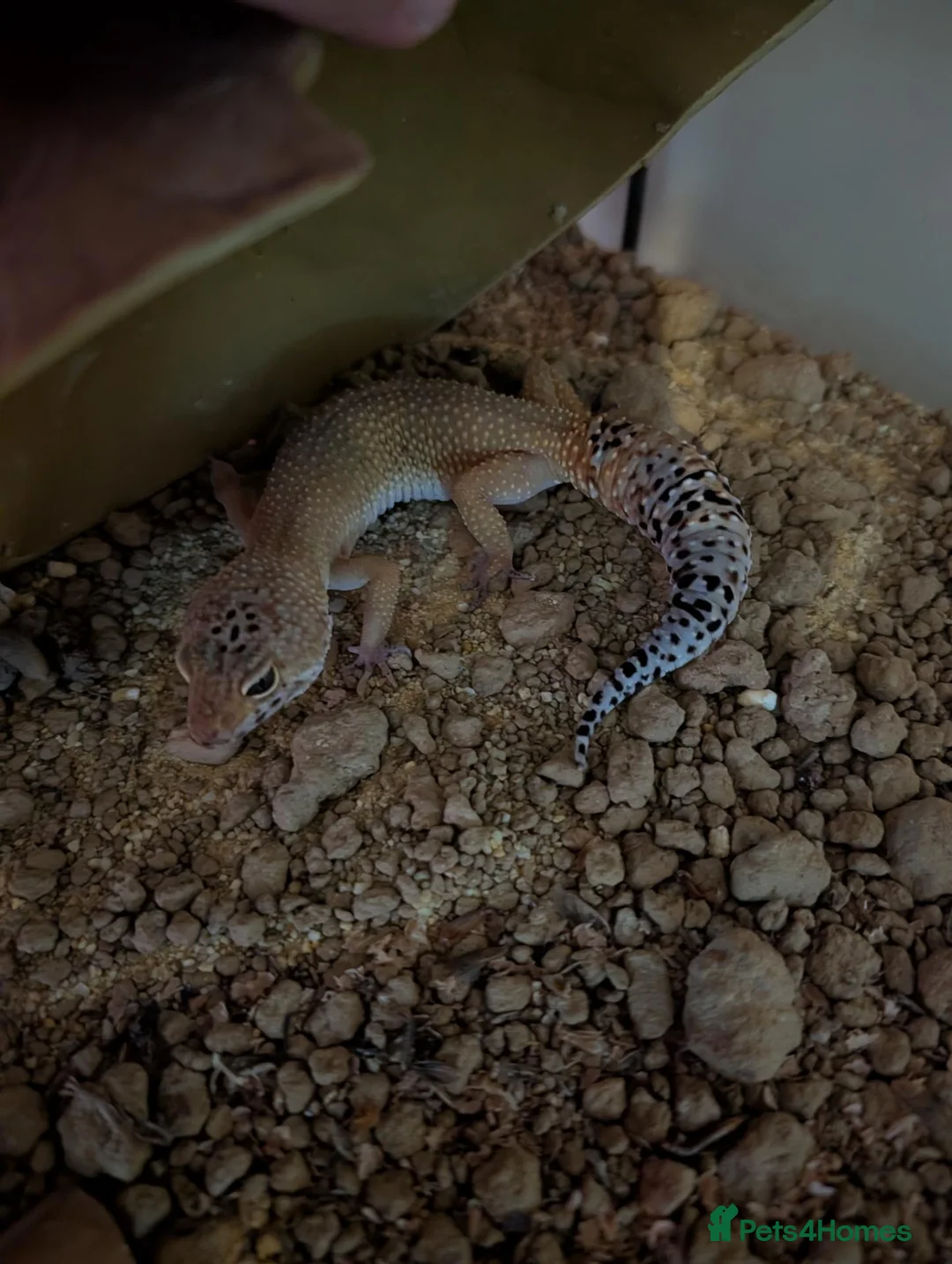 Leopard Gecko reptiles for sale: Leopard gecko with vivarium  in Mold - Advert 2