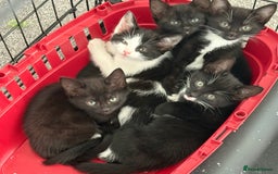Domestic Shorthair cats for sale: Last little black & white girl for sale - Image 4