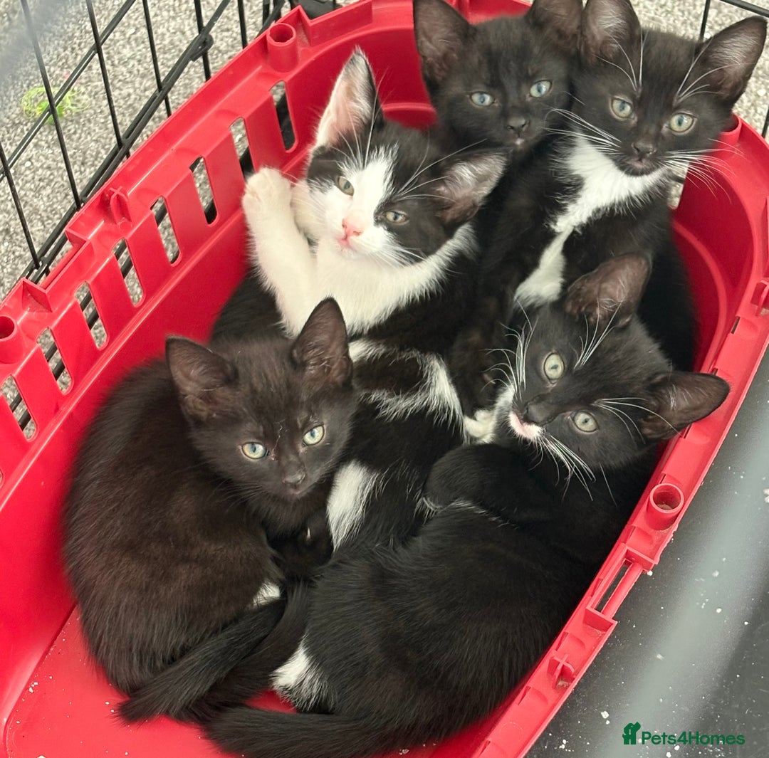Domestic Shorthair cats for sale: Last little black & white girl for sale - Image 4