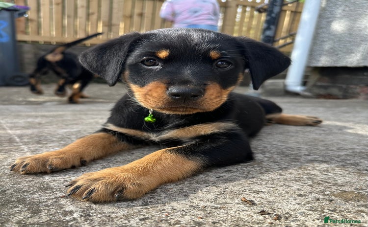 Rottweiler dogs - Advert 1
