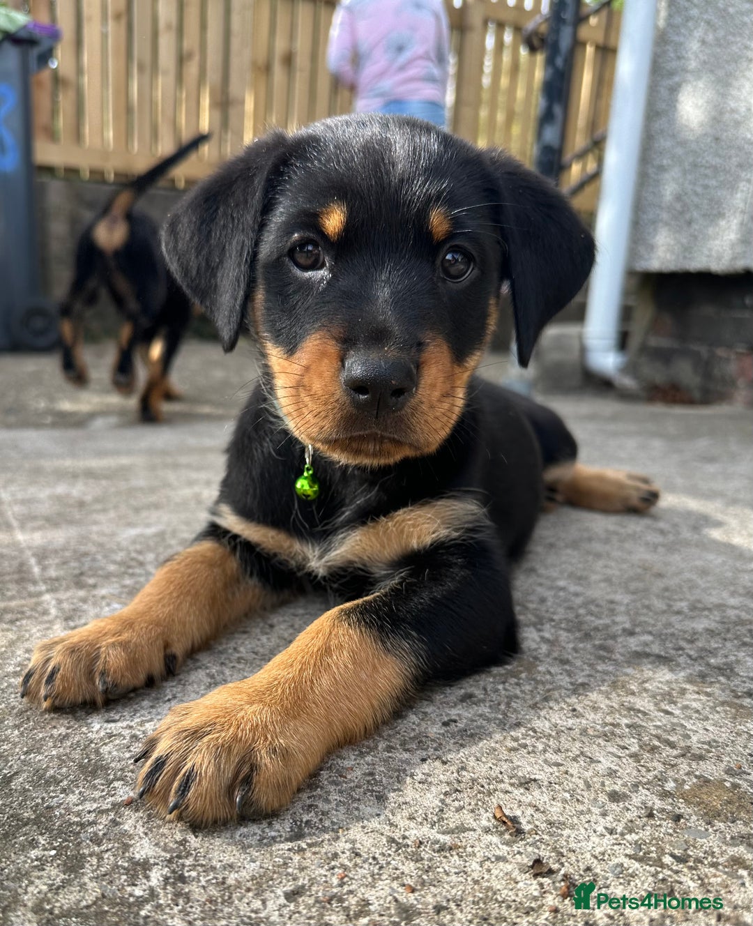 Rottweiler dogs for sale: Healthy Rottweiler puppies ready now  - Image 1