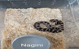 Corn Snake reptiles for sale: One last corn snake hatchling - Image 1