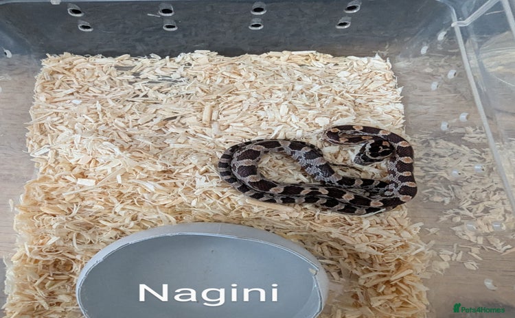 Corn Snake reptiles - Advert 2